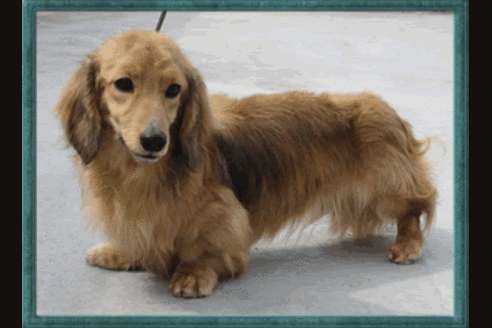 販売中のミニチュアダックスフンド(ロングヘアード)の親犬